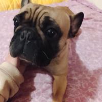 Cucciolona di bulldog francese