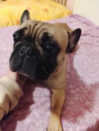 Cucciolona di bulldog francese