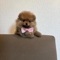 Pomerania spitz toy MERAVIGLIOSA fem DISPONIBILE