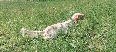 Setter