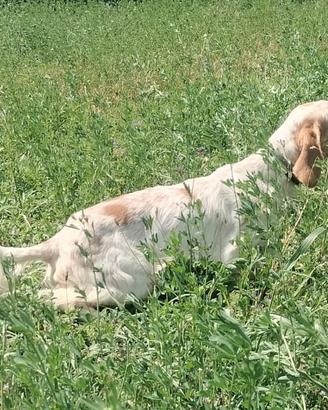Setter