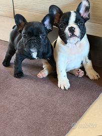 Bull dog francese