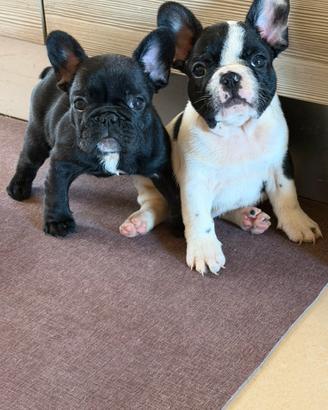 Bull dog francese