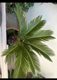2 splendide cycas