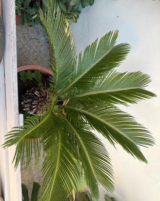 2 splendide cycas