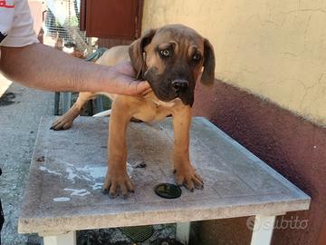 Cuccioli di Presa Canario