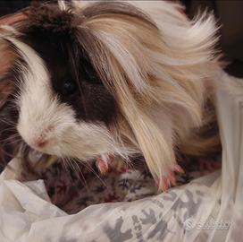 Perla-piccola cavia peruviana