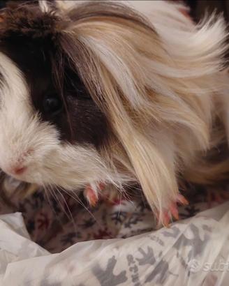 Perla-piccola cavia peruviana