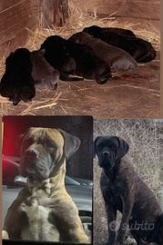 Cuccioli cane corso