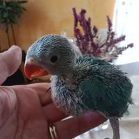 Parrocchetto dal collare