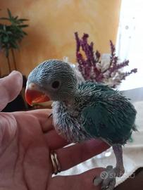 Parrocchetto dal collare