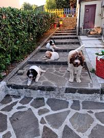 Cucciola Tartufo - Genitori Lagotto/Springer