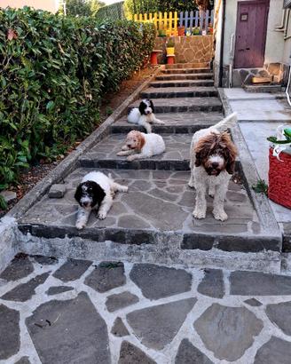 Cucciola Tartufo - Genitori Lagotto/Springer