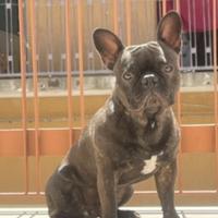 Cucciolo di bulldog francese per accoppiamento