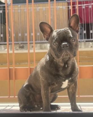 Cucciolo di bulldog francese per accoppiamento
