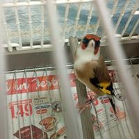 Cardellino maschio Favato con 8 unghie bianche