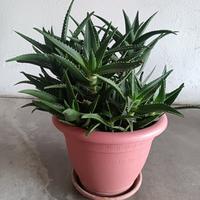 Aloe vera