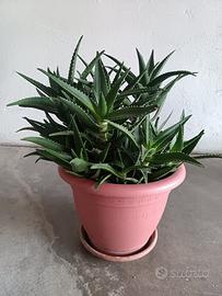 Aloe vera