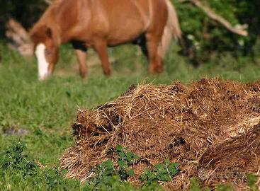 Stallatico di cavallo selezionato e imbustato