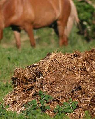 Stallatico di cavallo selezionato e imbustato
