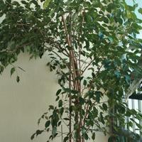 Beniamino  Da interni oppure esterno