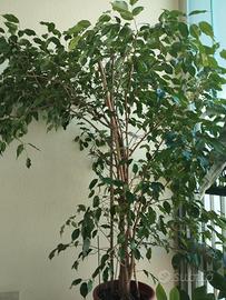 Beniamino  Da interni oppure esterno