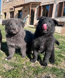 Cuccioli Pastore della Lessinia e del Lagorai