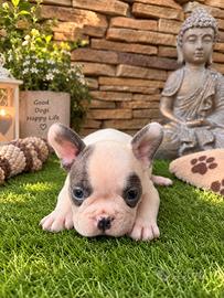 Bulldog francese