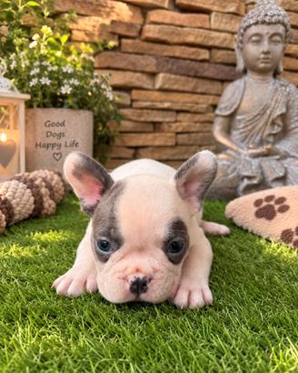 Bulldog francese