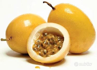 PASSIFLORA EDULIS a frutto giallo