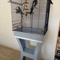 Coppia calopsitte con gabbia nuova