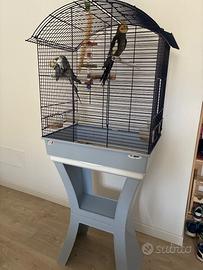 Coppia calopsitte con gabbia nuova