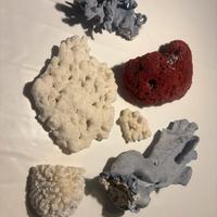 coralli misti per acquario