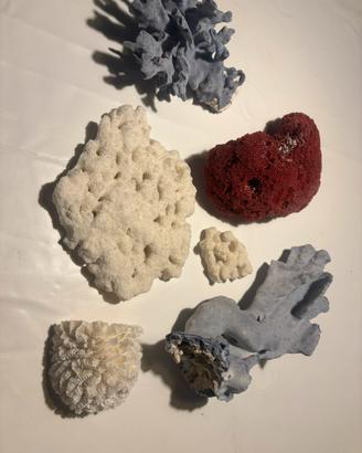 coralli misti per acquario