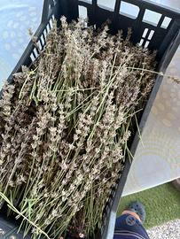 Lavanda