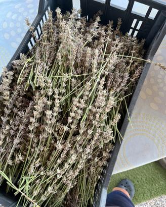 Lavanda