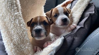 Jack Russell terrier pelo corto