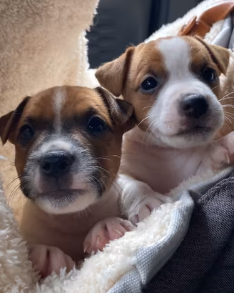 Jack Russell terrier pelo corto
