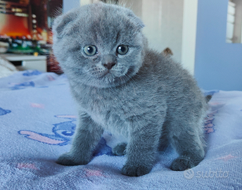 Gattini Scottish Fold con Pedigree