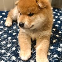 Shiba Inu con Pedigree