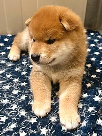Shiba Inu con Pedigree