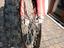 Immagine 4