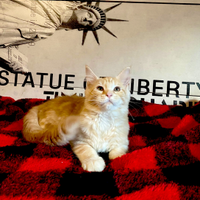 Femminuccia Maine Coon tg XXL con pedigree Anfi