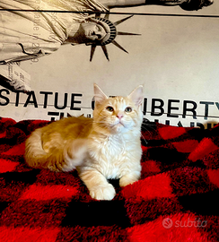 Femminuccia Maine Coon tg XXL con pedigree Anfi