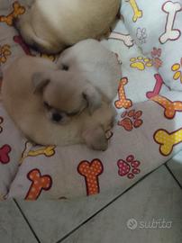 Chiuhaha