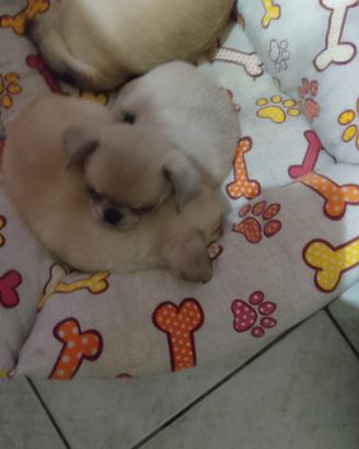 Chiuhaha