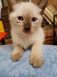 Animali