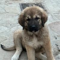Cucciole pastore Del Caucaso