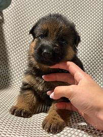 Cuccioli di pastore tedesco