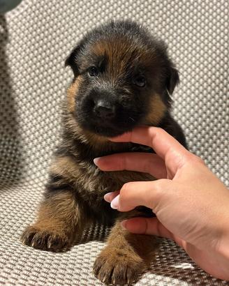 Cuccioli di pastore tedesco
